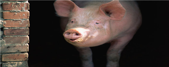 猪饲料中药添加剂配方