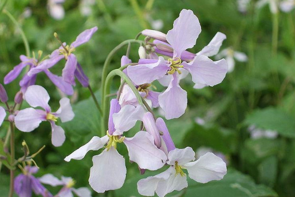 诸葛菜什么时候开花