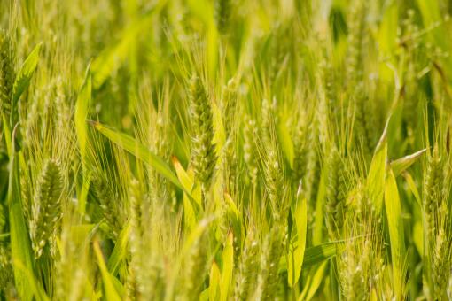 2021年小麦保护价格是多少