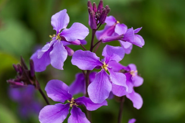 二月兰开花时间