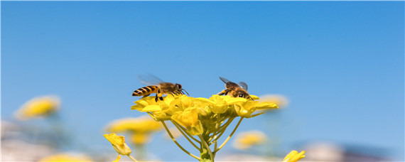 蜜蜂在家里筑巢怎么驱赶