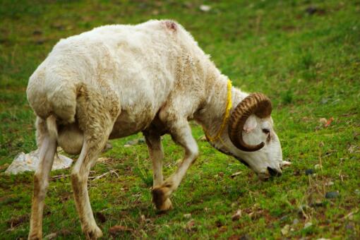 2021年羊肉价格走势如何？2021年养殖前景如何？