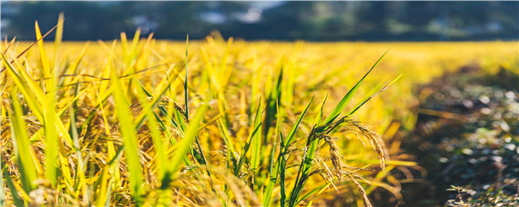 2020黑龙江水稻即将审定品种