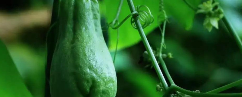 佛手瓜怎么种植