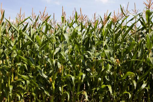 2021年玉米价格走势如何？有补贴吗？