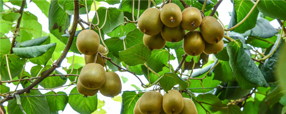 猕猴桃种植技术与栽培