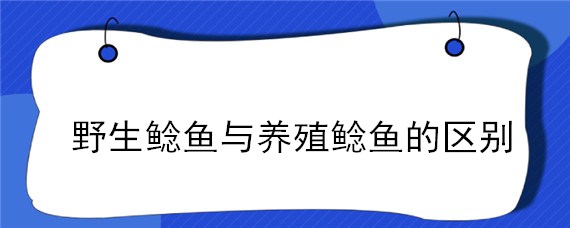 野生鲶鱼与养殖鲶鱼的区别