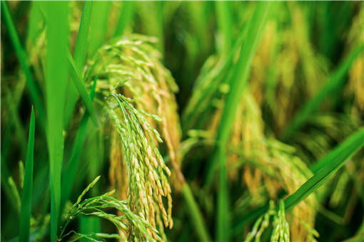 双季稻最早出现在哪个朝代？其播种收获时间是什么时候？