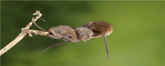 老鼠多长时间繁殖一次