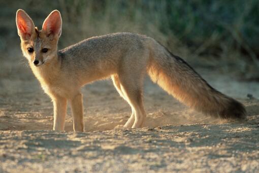 月牙泉景区来了一只小白狐，白狐会攻击人类吗，自然界中有几种狐狸的毛色是白色，白狐的习性是怎样的