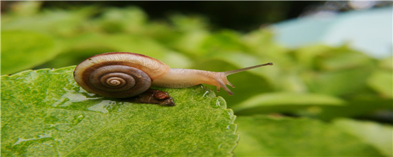 蜗牛用什么杀虫剂最好用