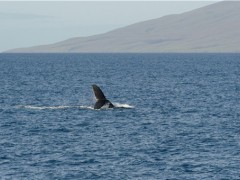 上百头鲸鱼在斯里兰卡搁浅！造成鲸鱼搁浅的原因是什么？