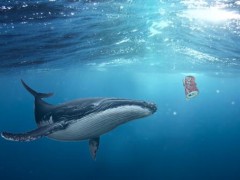 上百头鲸鱼在斯里兰卡搁浅！鲸鱼为什么会搁浅？它有哪些种类？