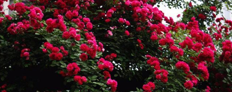 红木香花是月季吗