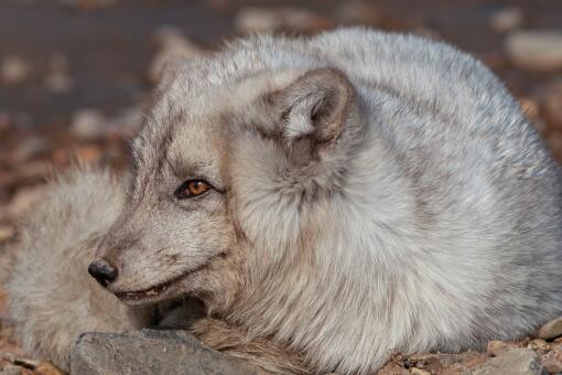 月牙泉景区来了一只小白狐，白狐会攻击人类吗，自然界中有几种狐狸的毛色是白色，白狐的习性是怎样的