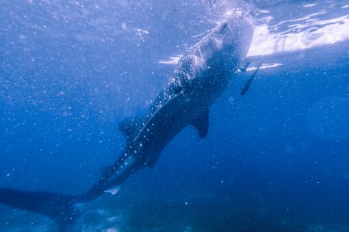 上百头鲸鱼在斯里兰卡搁浅，鲸鱼为什么会搁浅，鲸鱼有哪些种类