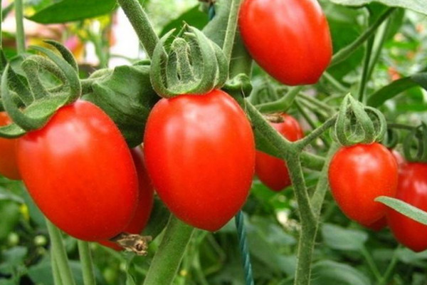 番茄坐果后多少天成熟