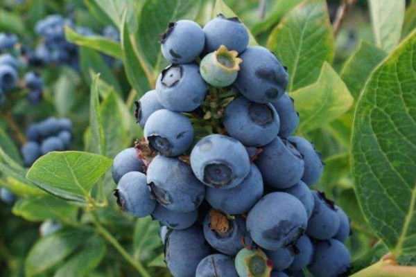 蓝莓有核吗
