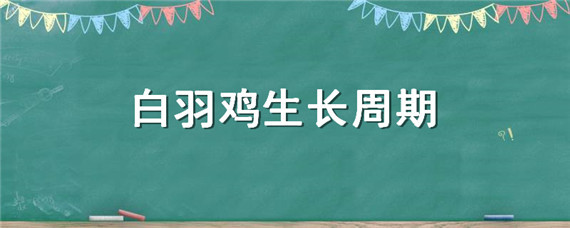 白羽鸡生长周期