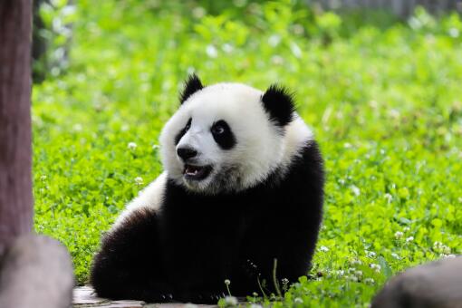 韩国艺人违规接触熊猫幼崽，为什么近距离不能接触大熊猫，大熊猫的种类，大熊猫的幼崽有多大，大熊猫的寿命