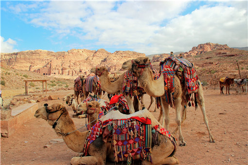 新疆1700多头骆驼集体做B超