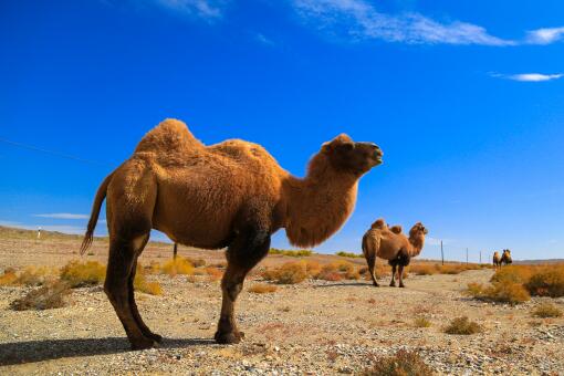新疆1700多头骆驼集体做B超