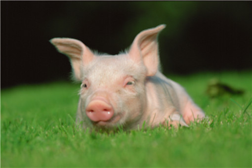 2021年养猪的利润与成本分析！养10头猪一年利润多少？