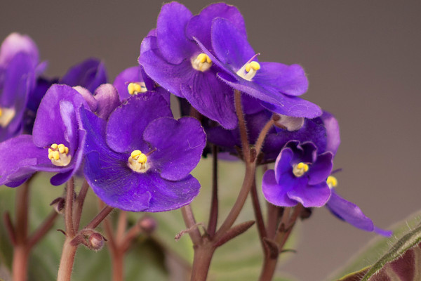 紫罗兰可以水培吗
