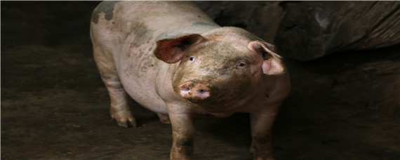 猪链球菌病症状与治疗