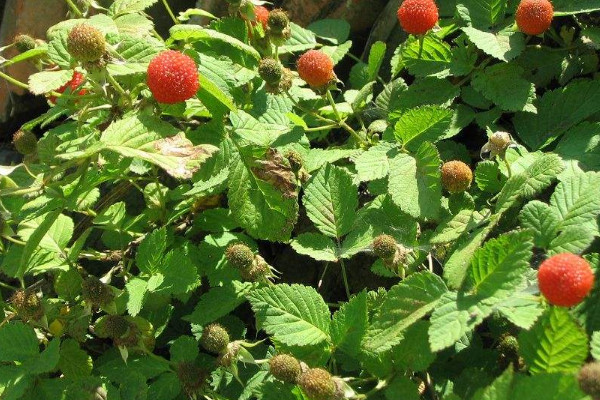 树莓和覆盆子怎么区分
