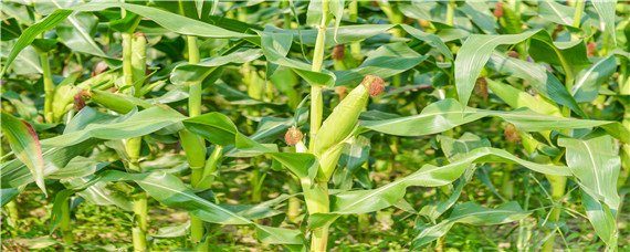 玉米打矮壮素有害处吗