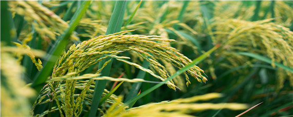 水稻稻纵卷叶螟特效药