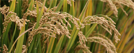 稻米的生长习性