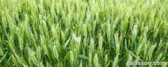 安徽小麦播种最佳时间