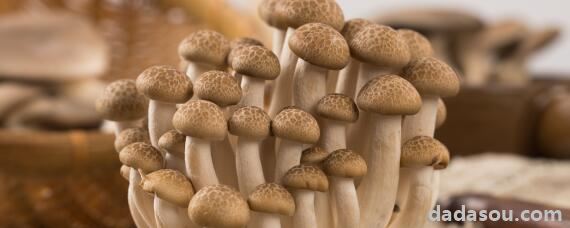 蘑菇是怎么种出来的