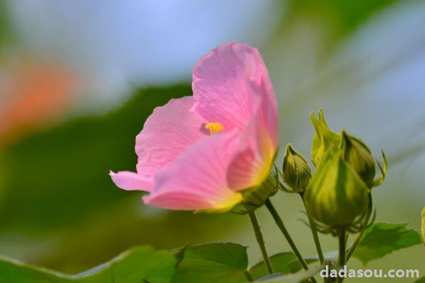 芙蓉花怎样用叶片扦插