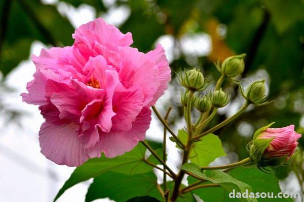 芙蓉花换盆后叶子蔫了怎么办