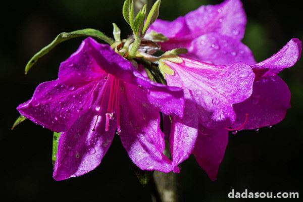 杜鹃花什么时候开花