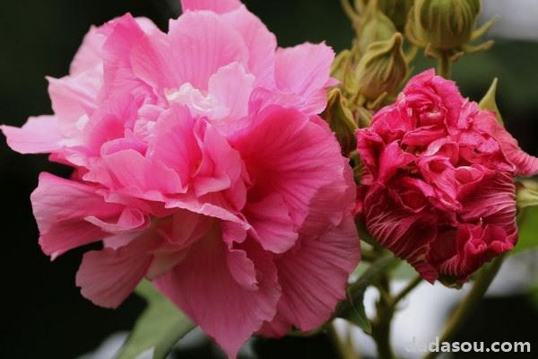 芙蓉花什么时候种植存活率高