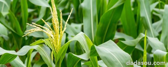 登海6188玉米种特性特征及产量表现