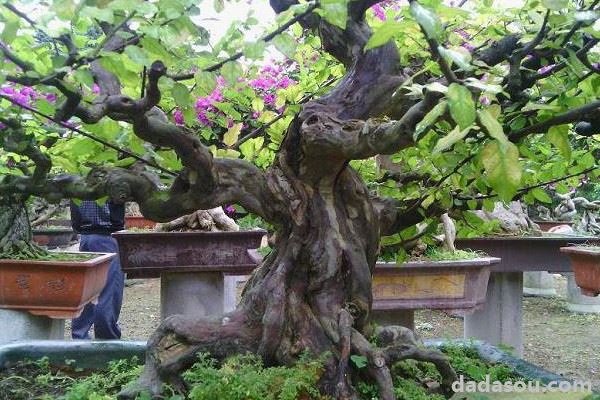 雀梅盆景种植技术