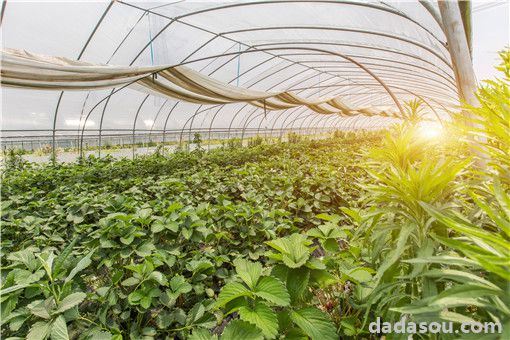 大棚种植什么最赚钱不愁销路？套种让盈收翻倍！