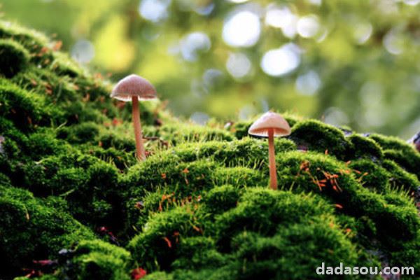 苔藓和青苔的区别