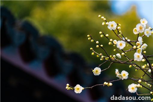 12月份种什么花？这五种花好看又好养！