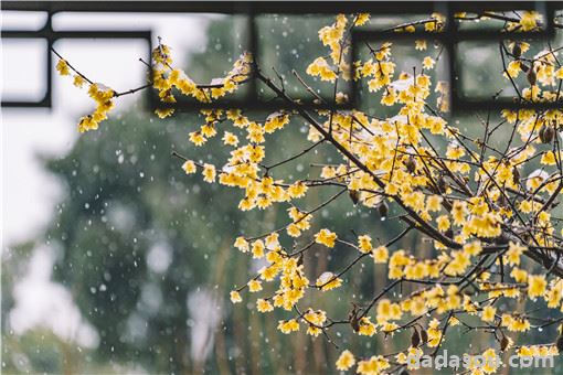 12月份种什么花？这五种花好看又好养！