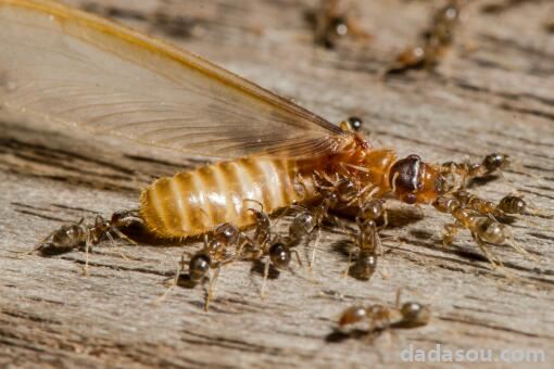 家里有白蚁怎么办能除根？白蚁是怎么来到家里的？