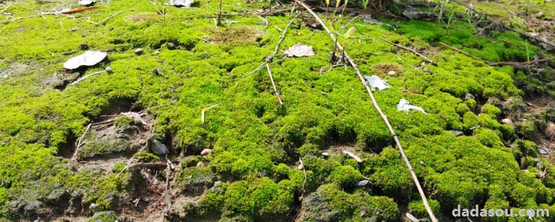 区别苔藓和青苔的方法？苔藓和青苔的区别