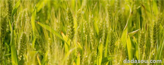 碱地种小麦应用什么肥料
