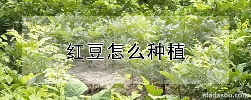红豆怎么种植