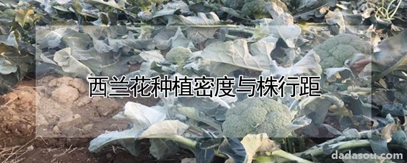 西兰花种植密度与株行距